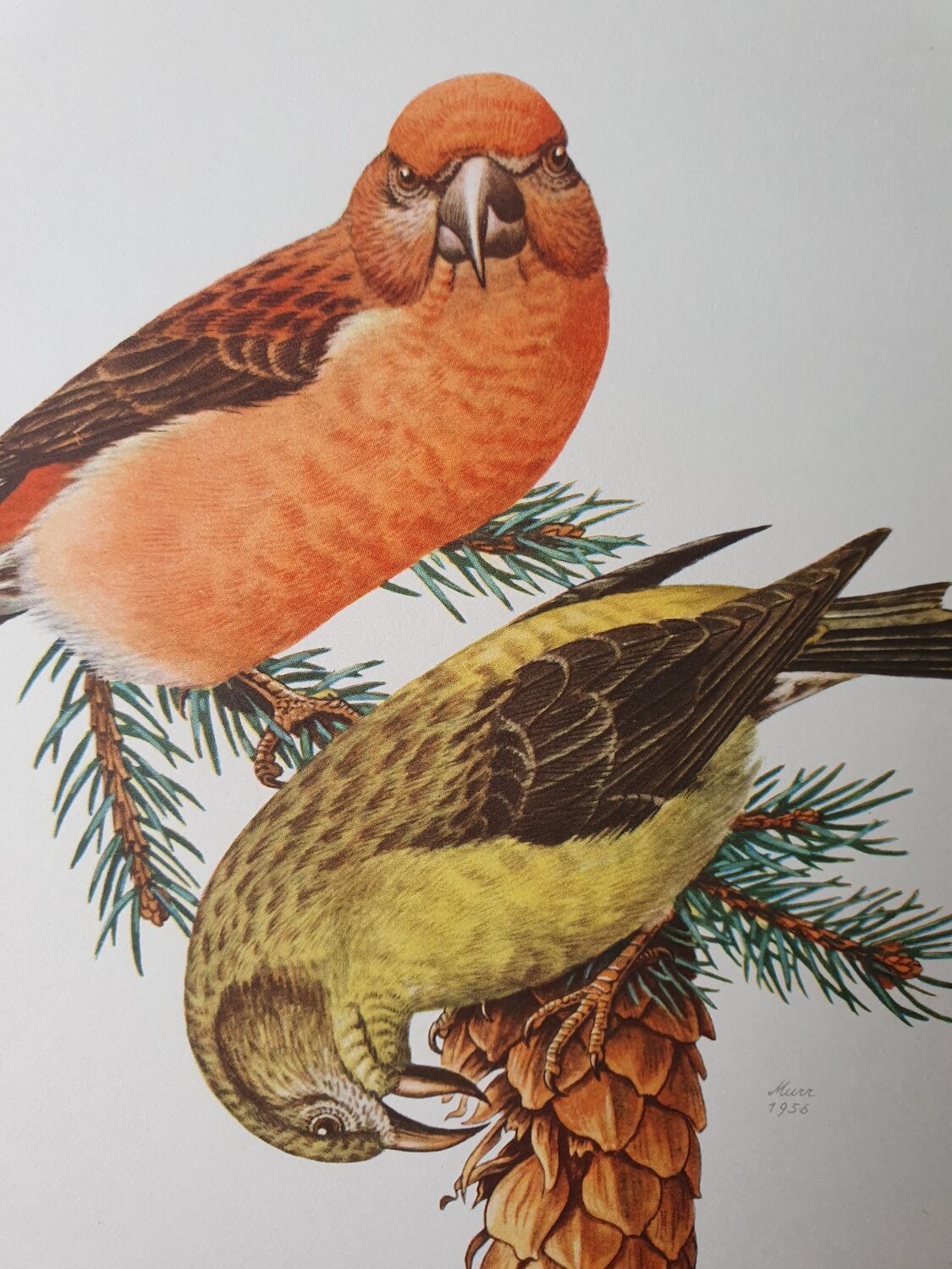 Fir crossbill bird board
