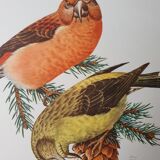 Fir crossbill bird board