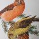 Fir crossbill bird board