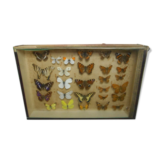 Frame old butterflies 1920 under glass