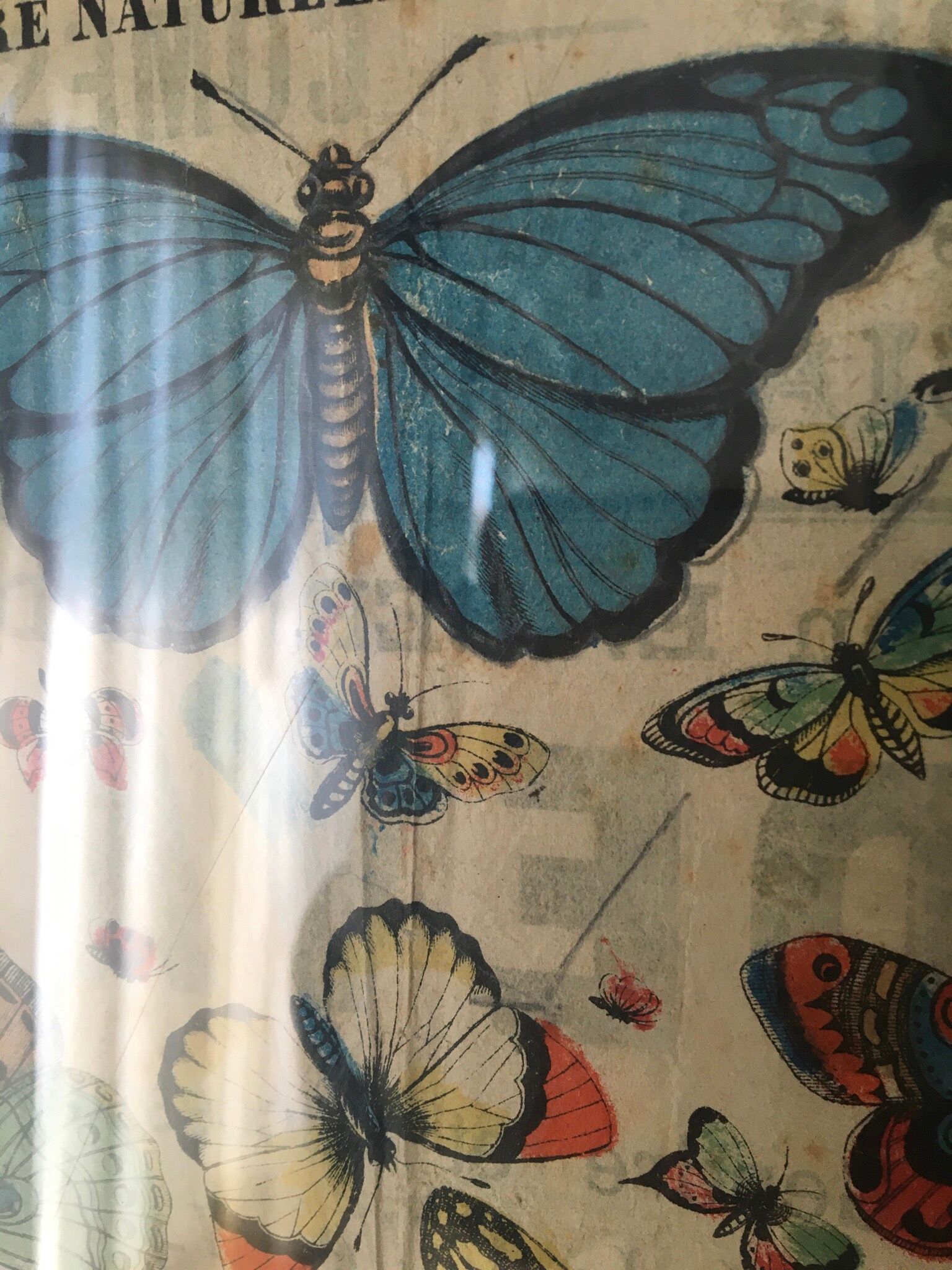 Naturalist butterfly poster, early 20th century