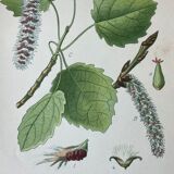 Three botanical plates XIXth century