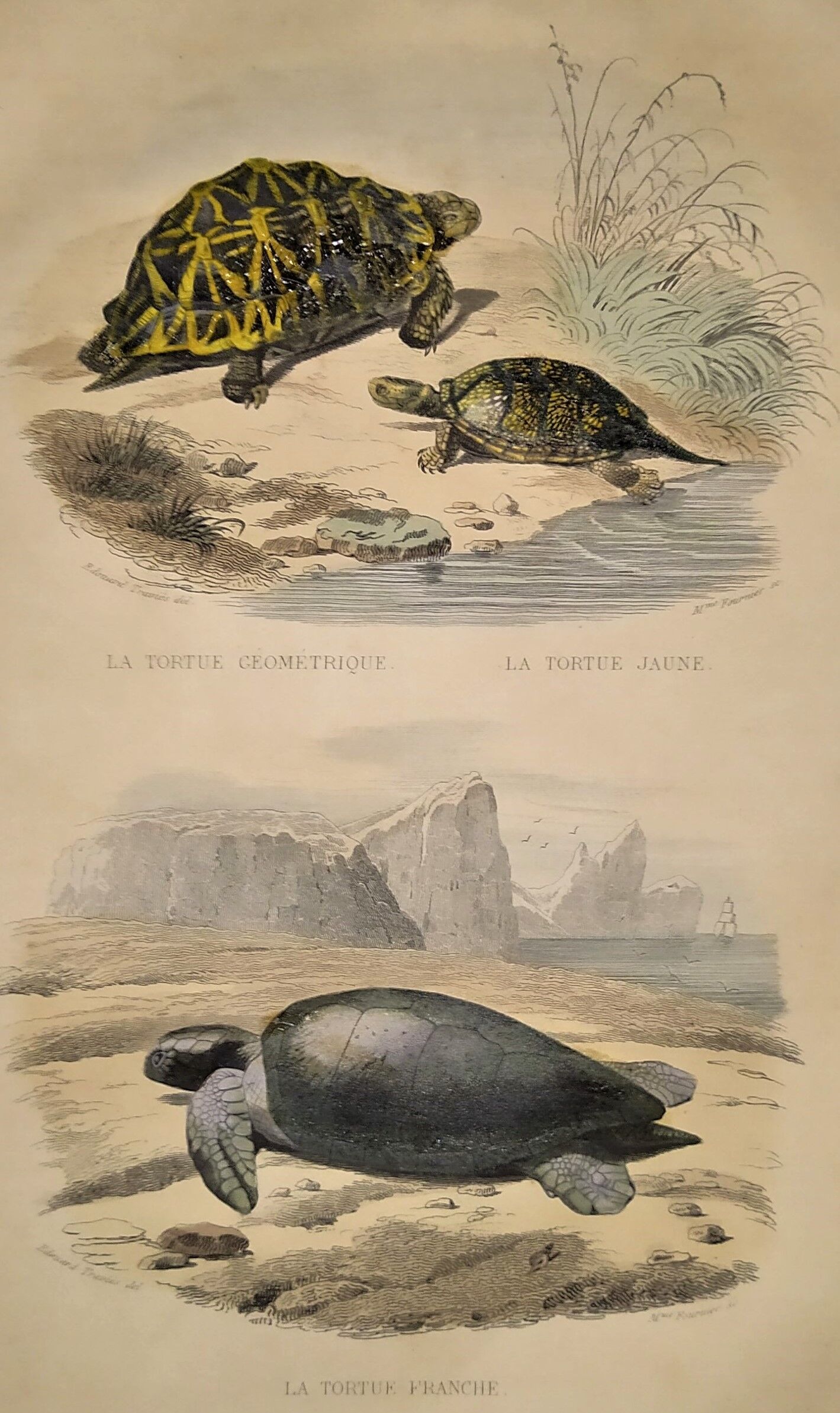 Original zoological plate of 1839 " geometric turtle"