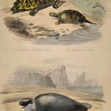 Original zoological plate of 1839 " geometric turtle"