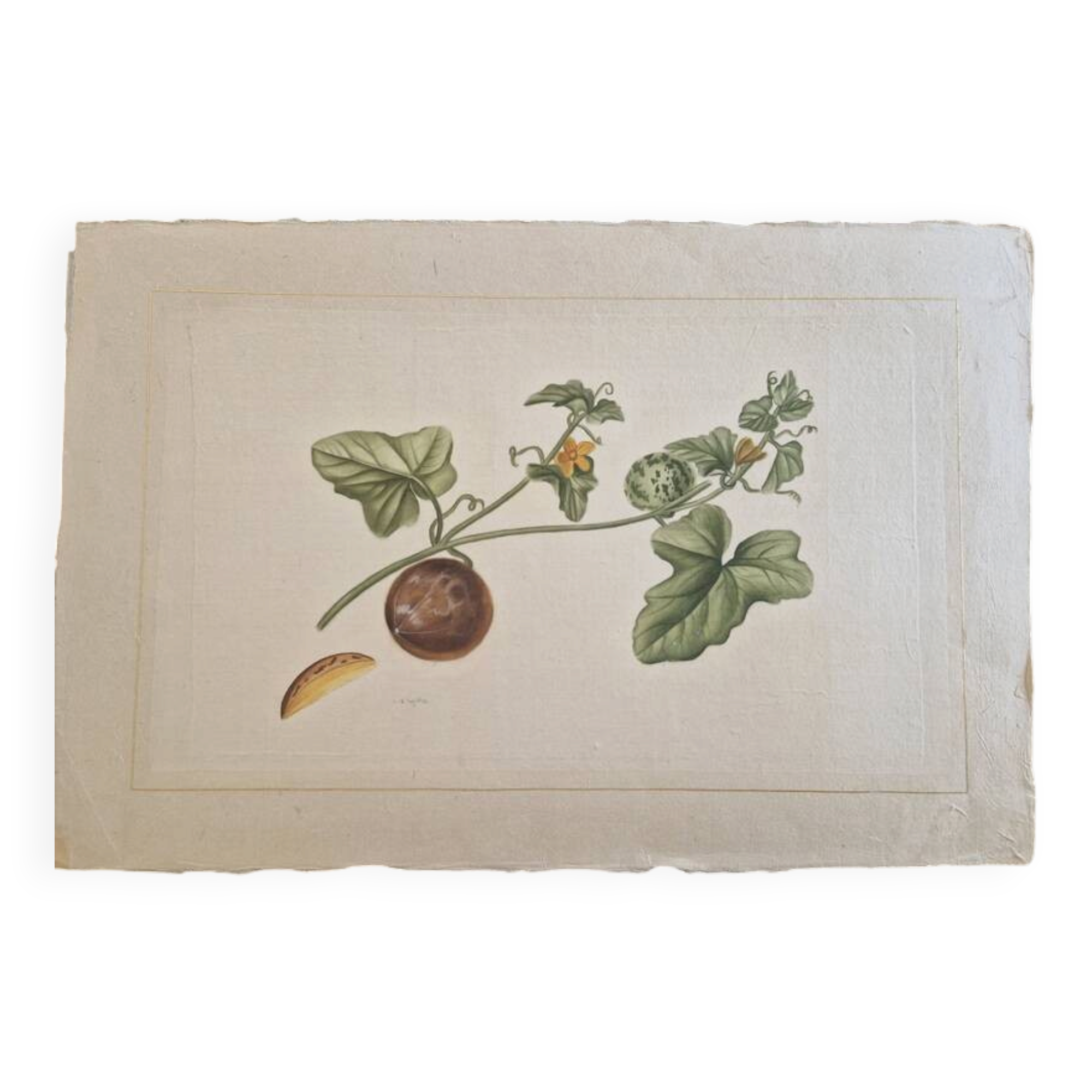 La Roche Laffitte (Born in 1943) - Watercolour drawing on silk - Cucumis