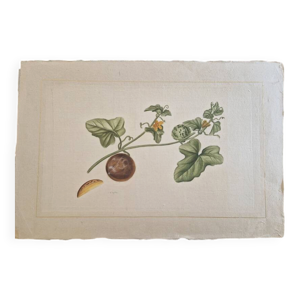 Dessin à l'aquarelle - soie