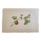 Dessin à l'aquarelle sur soie - Cucumis - La Roche Laffitte (Né en 1943)