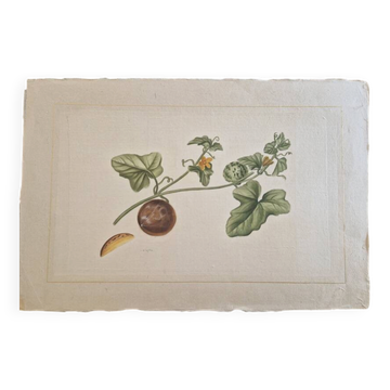 La Roche Laffitte (Born in 1943) - Watercolour drawing on silk - Cucumis