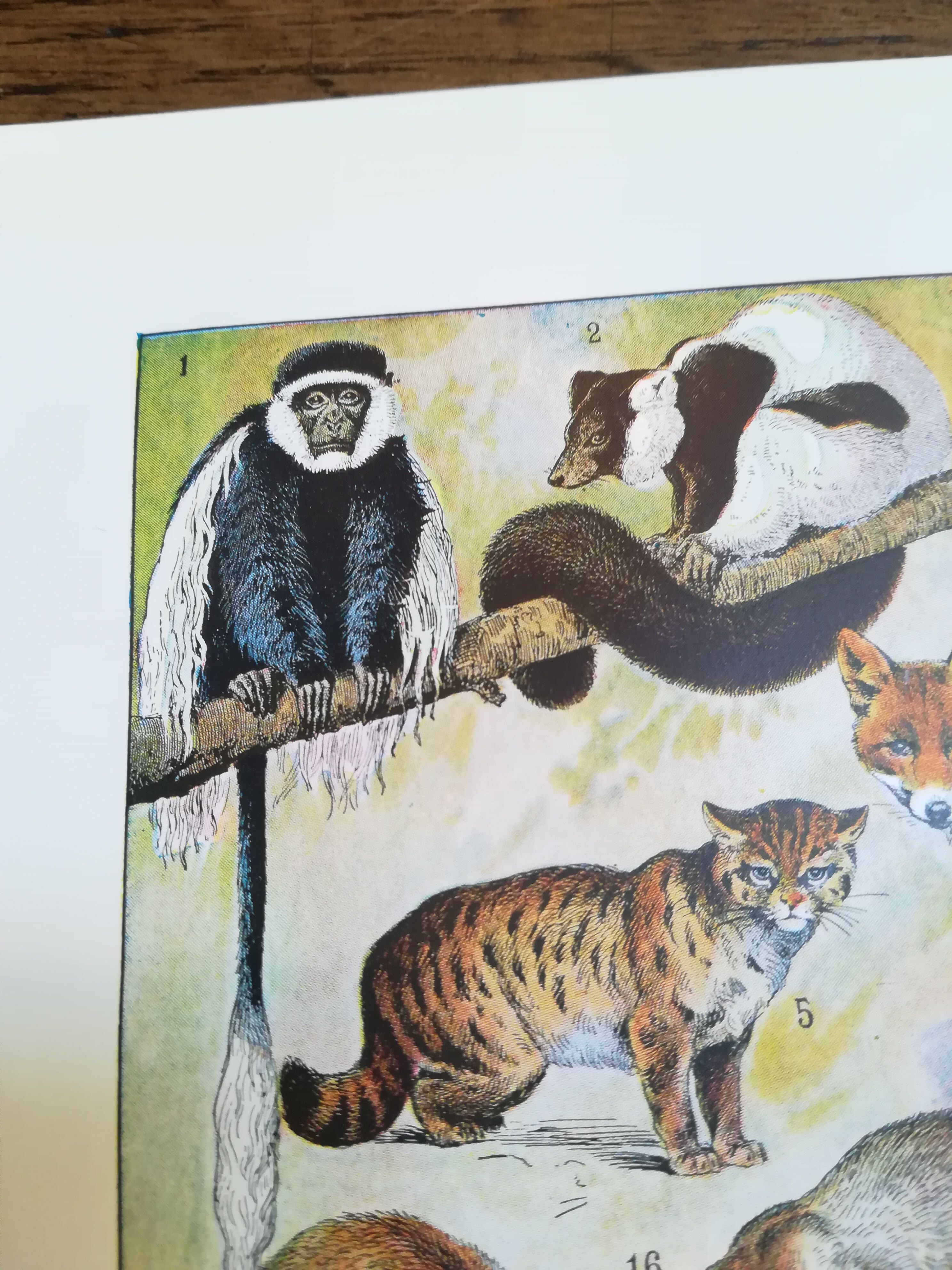 Lithograph on furbearing animals from 1928