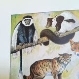 Lithograph on furbearing animals from 1928