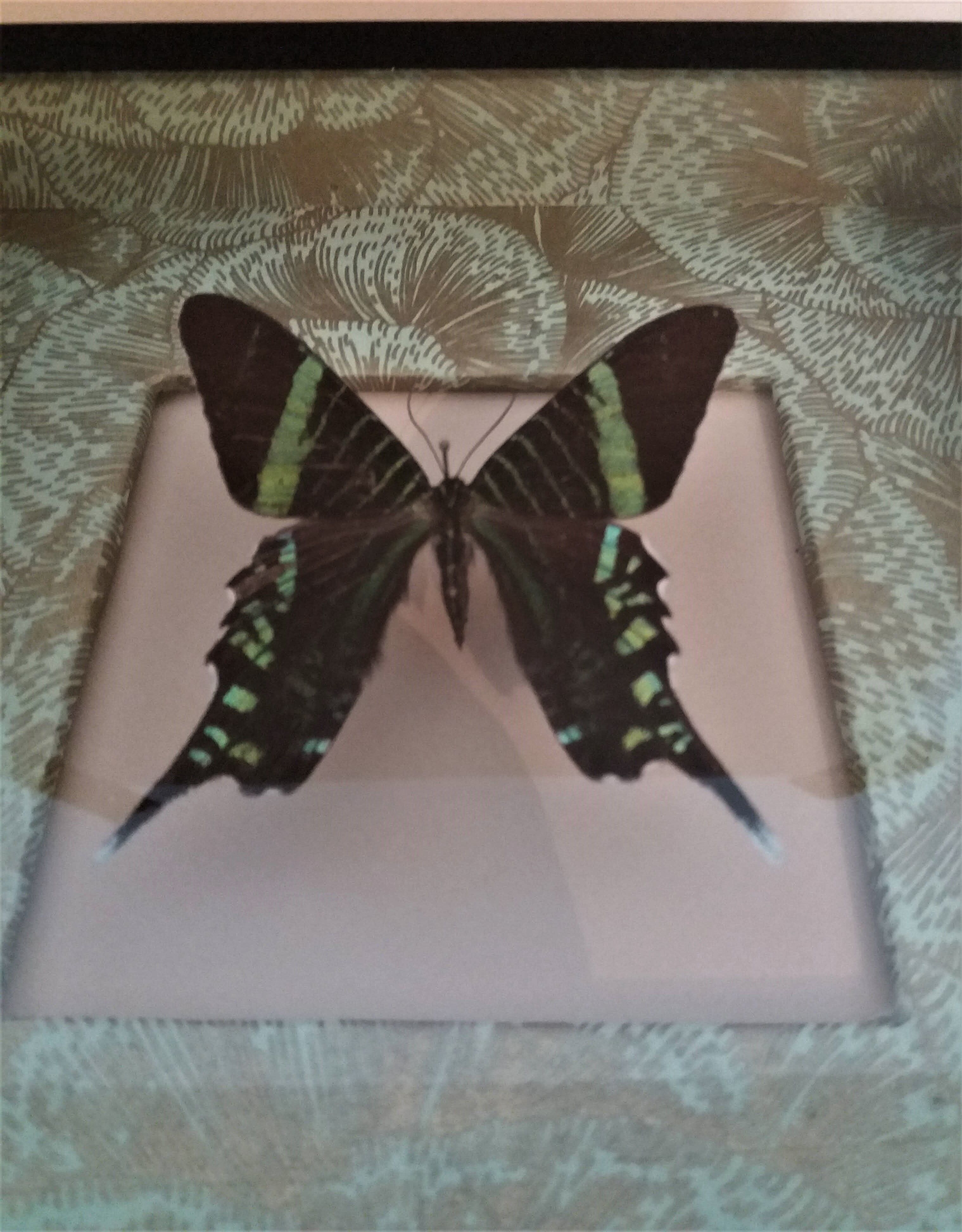 Entomology frame with butterfly urania leilus