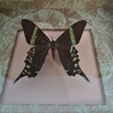 Entomology frame with butterfly urania leilus