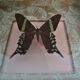 Entomology frame with butterfly urania leilus