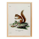 Poster about the red squirrel, based on an old engraving from 1774.
