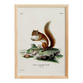 Poster about the red squirrel, based on an old engraving from 1774.