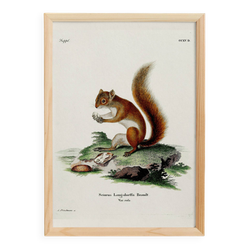Poster about the red squirrel, based on an old engraving from 1774.
