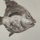 Set de 6 assiettes poisson Ascentielle