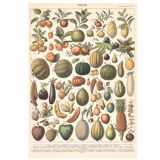Planche ancienne sur les fruits 1897