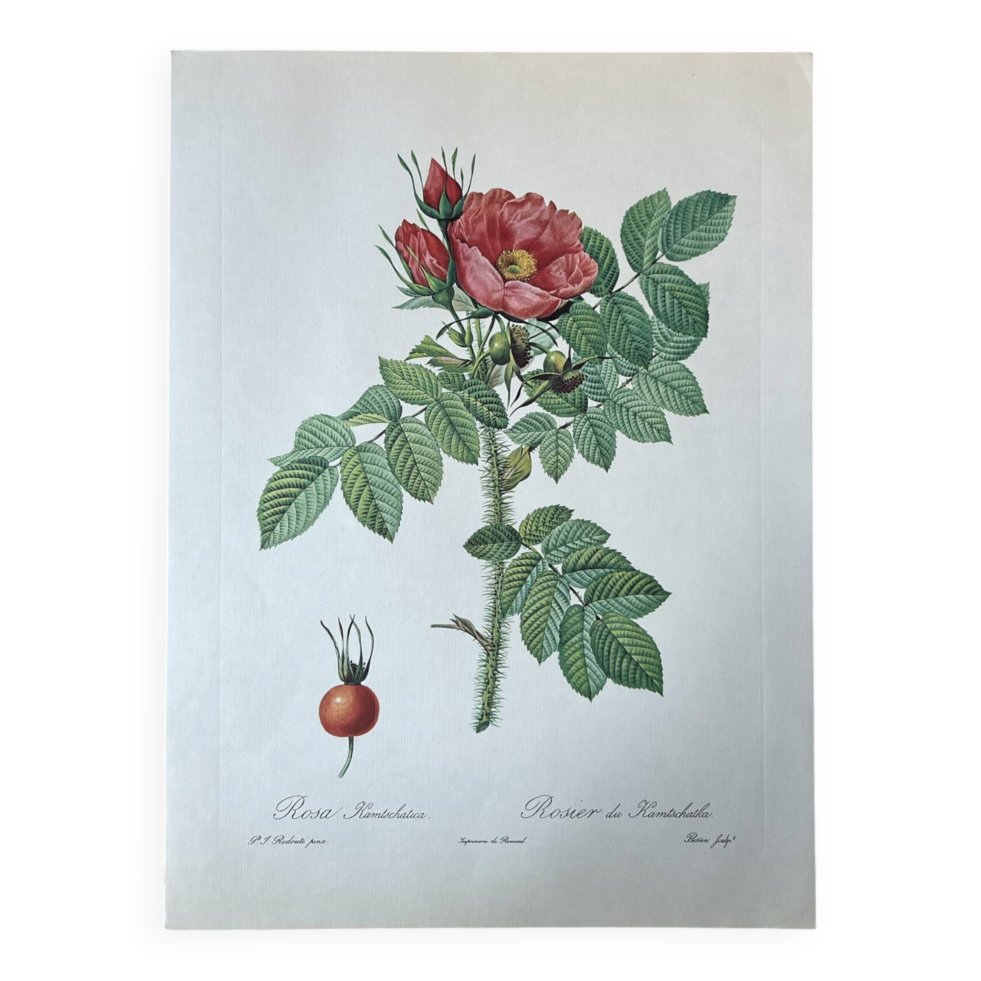 Planche botanique - Rosier du Kamtschatka - 40,4x29,9cm