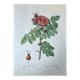 Planche botanique - Rosier du Kamtschatka - 40,4x29,9cm