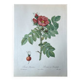 Botanical plate - Kamchatka rose - 40.4x29.9cm