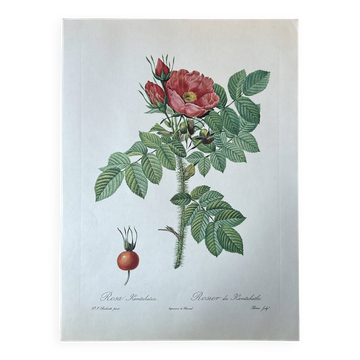 Botanical plate - Kamchatka rose - 40.4x29.9cm