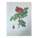 Planche botanique - Rosier du Kamtschatka - 40,4x29,9cm