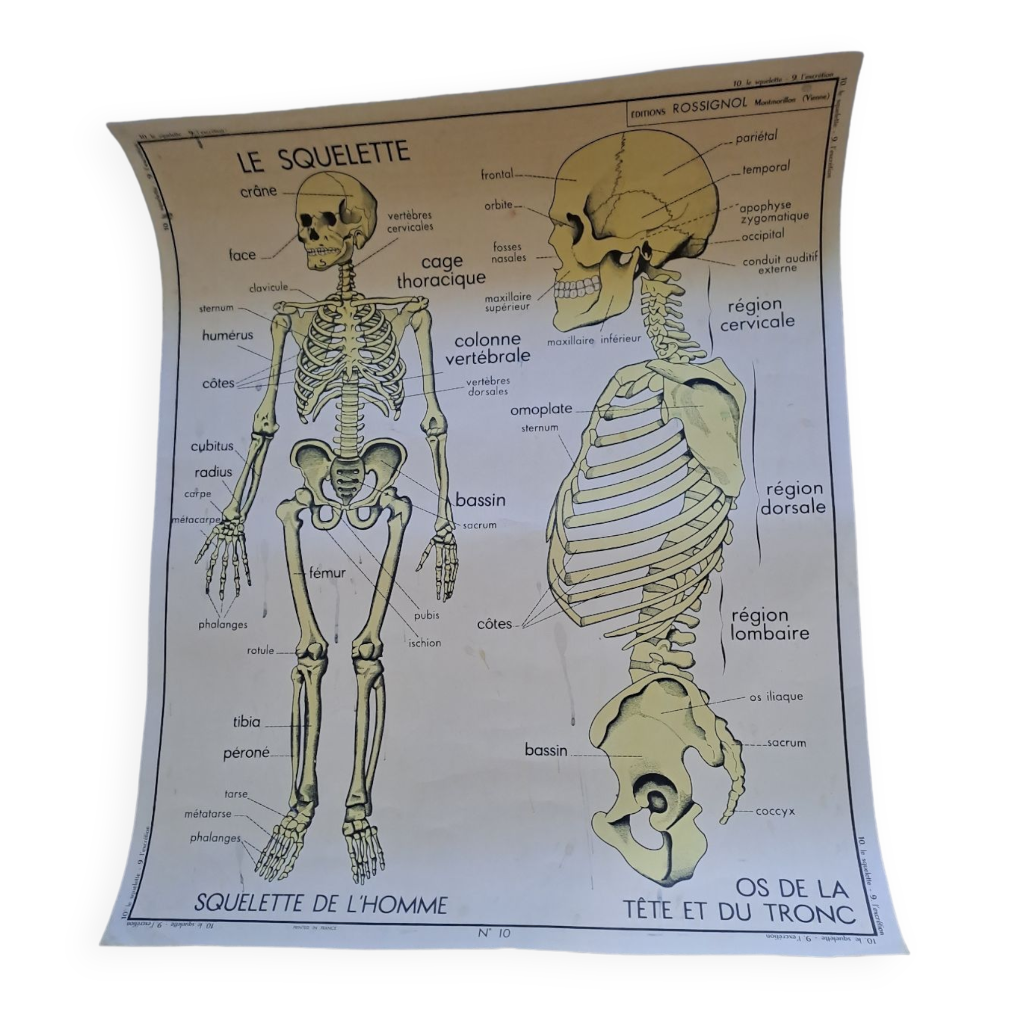 School poster Rossignol the skeleton/ excretion