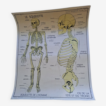 Affiche scolaire Rossignol le squelette/ l excretion