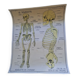School poster Rossignol the skeleton/ excretion