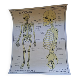 School poster Rossignol the skeleton/ excretion