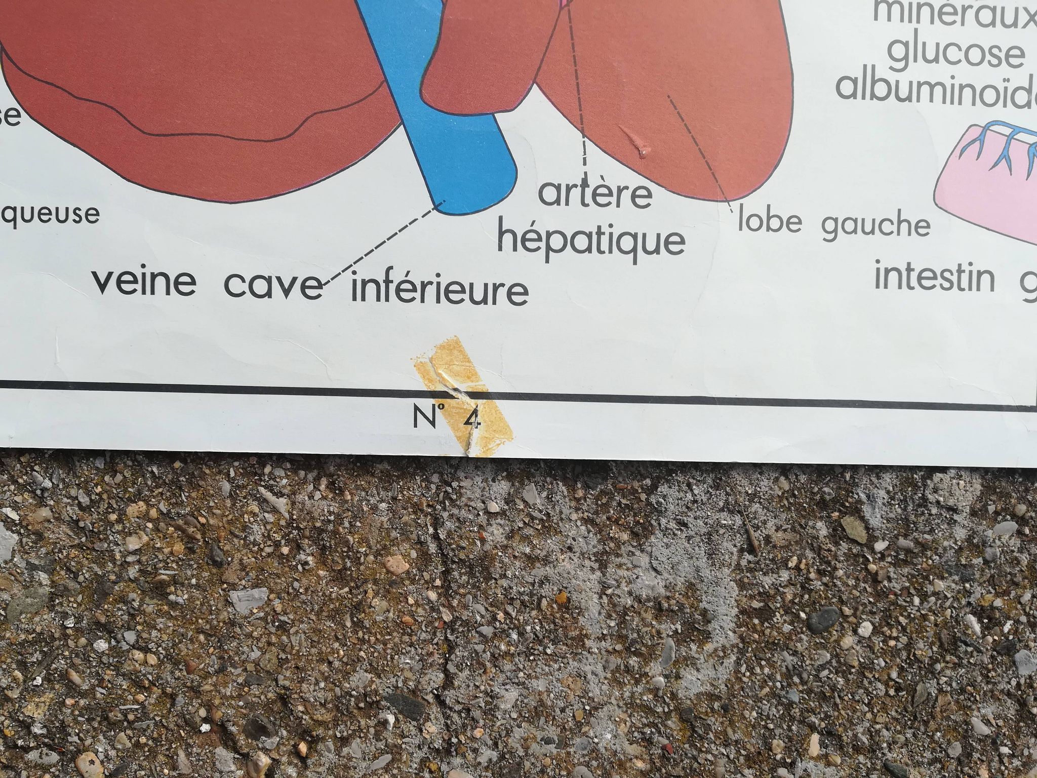 Vintage school poster N°3 Teeth N°4 Digestion Rossignol