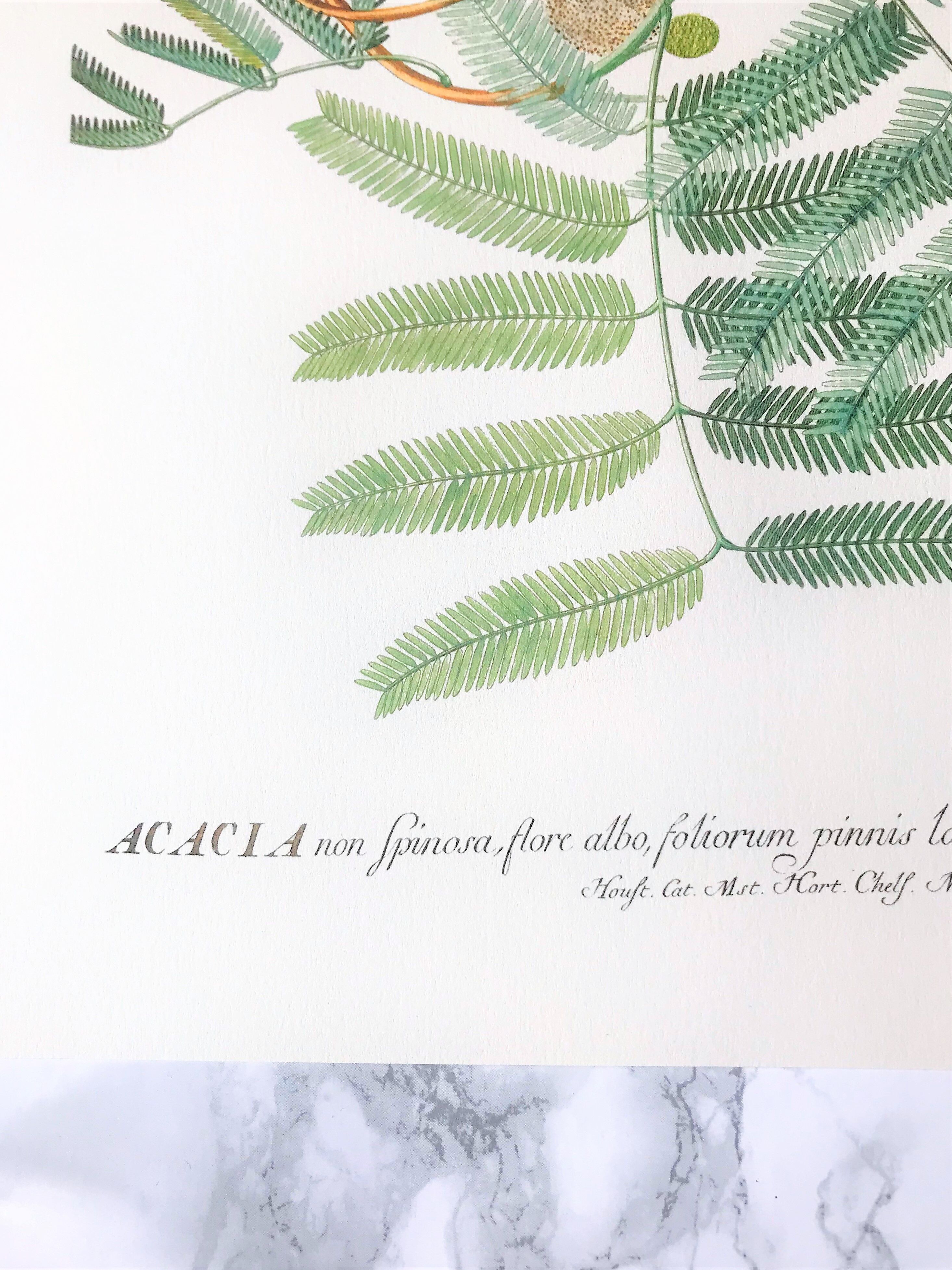 Board in colors representative Acacia, leaf, flower and fruit