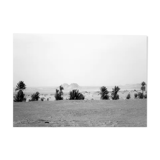 Timimoune palm trees