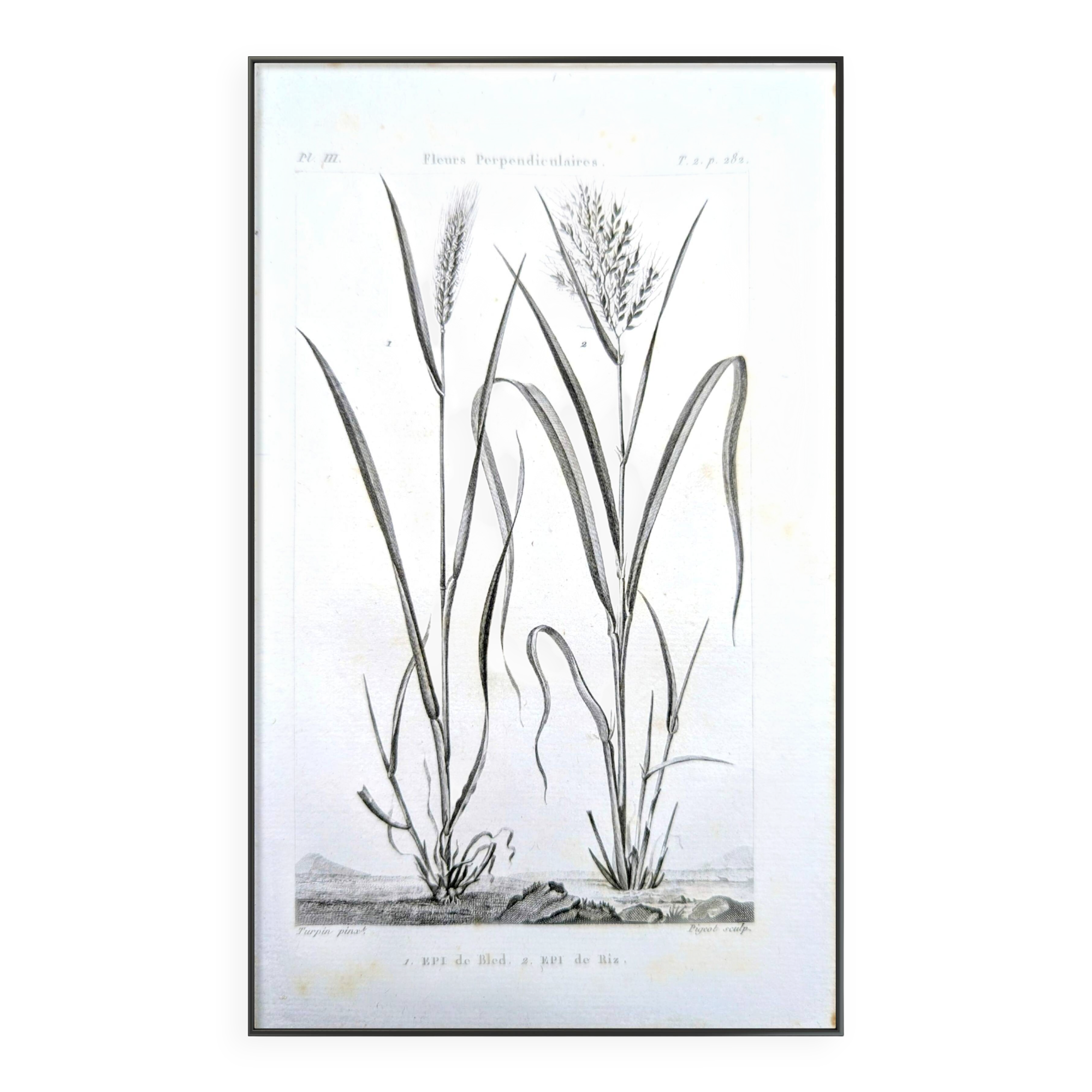 Printed in 1818, Wheat and Rice. Vintage botany.