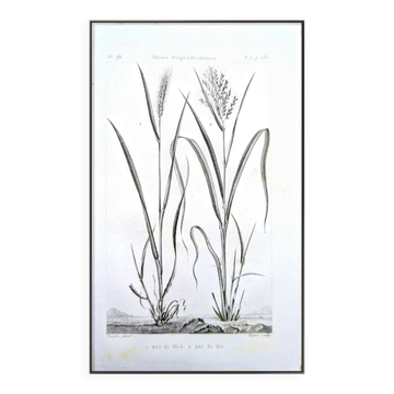 Printed in 1818, Wheat and Rice. Vintage botany.