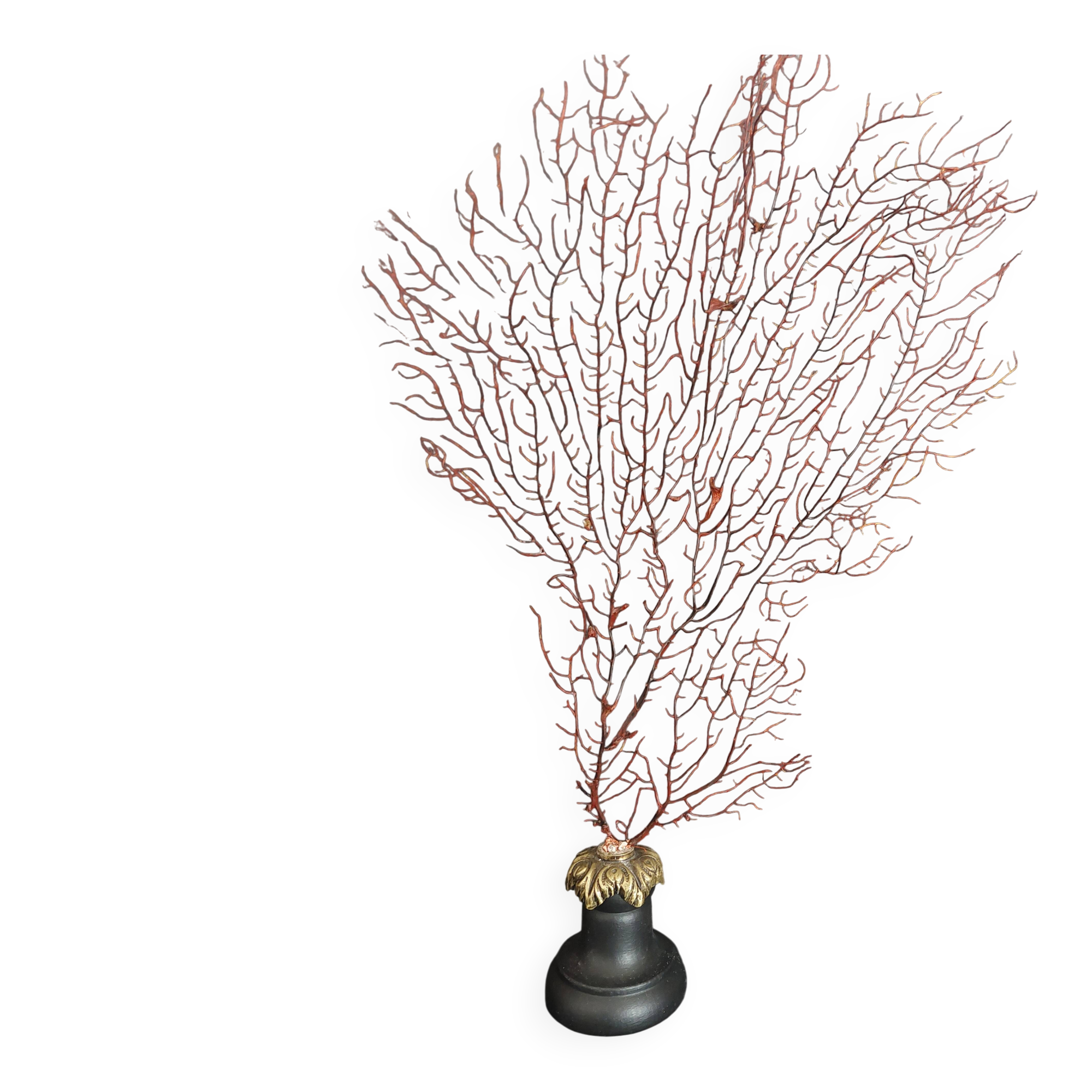 Cabinet de Curiosités gorgone rouge paramuricea clavata sur socle