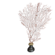 Cabinet de Curiosités gorgone rouge paramuricea clavata sur socle