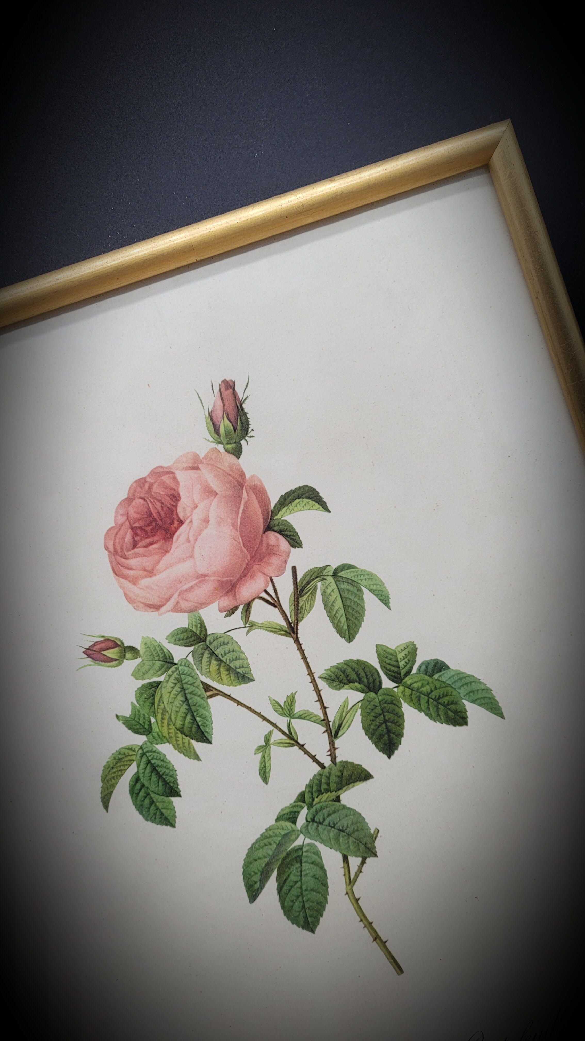 Lithograph under frame Rosier Centfeuilles de Bordeaux