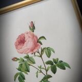 Lithograph under frame Rosier Centfeuilles de Bordeaux