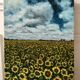 Painting oil on canvas vintage sunflower fields