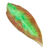 Banana leaf serving dish