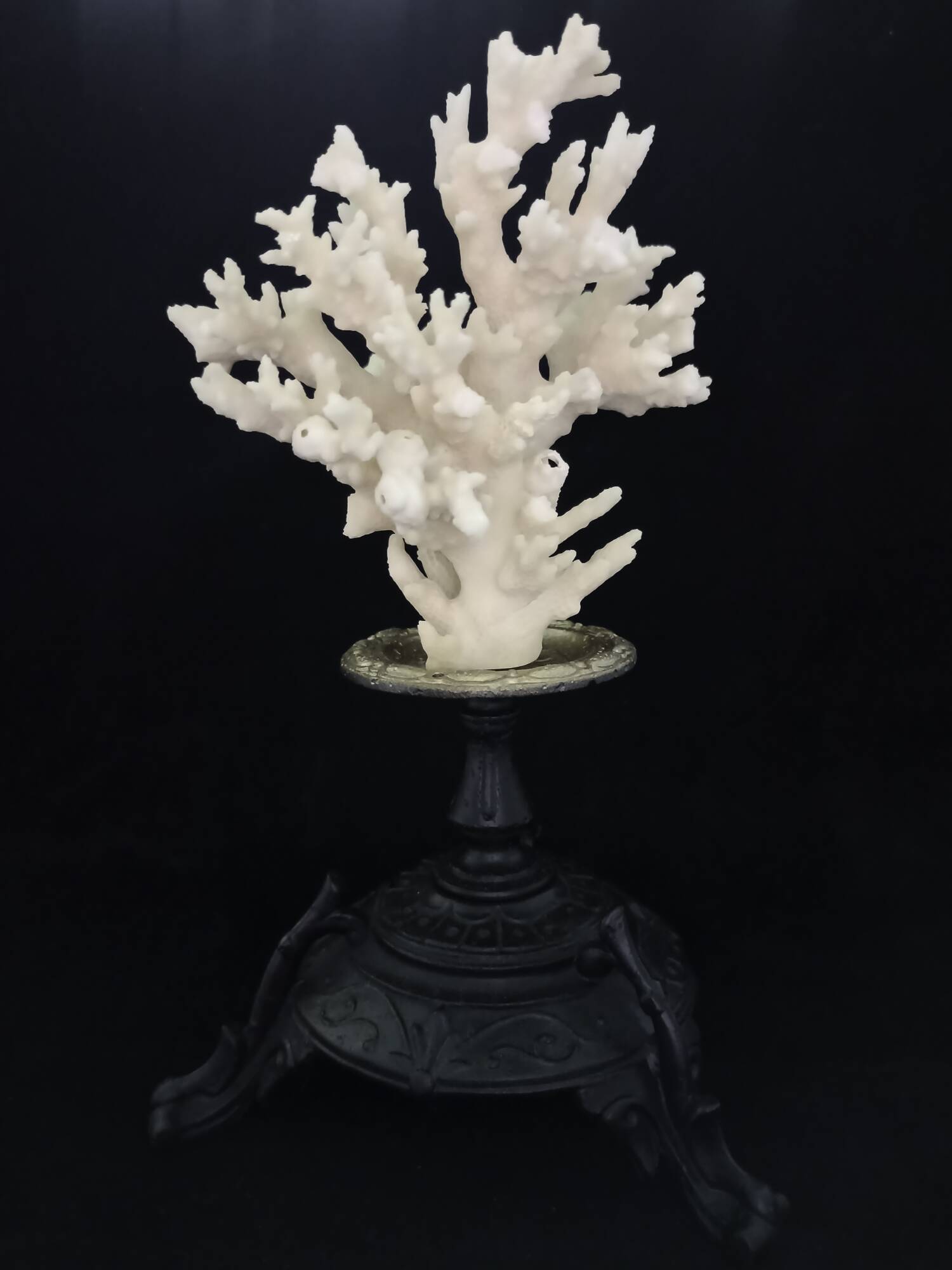 White coral mounted on spelter base for cabinet of curiosities