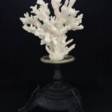 White coral mounted on spelter base for cabinet of curiosities