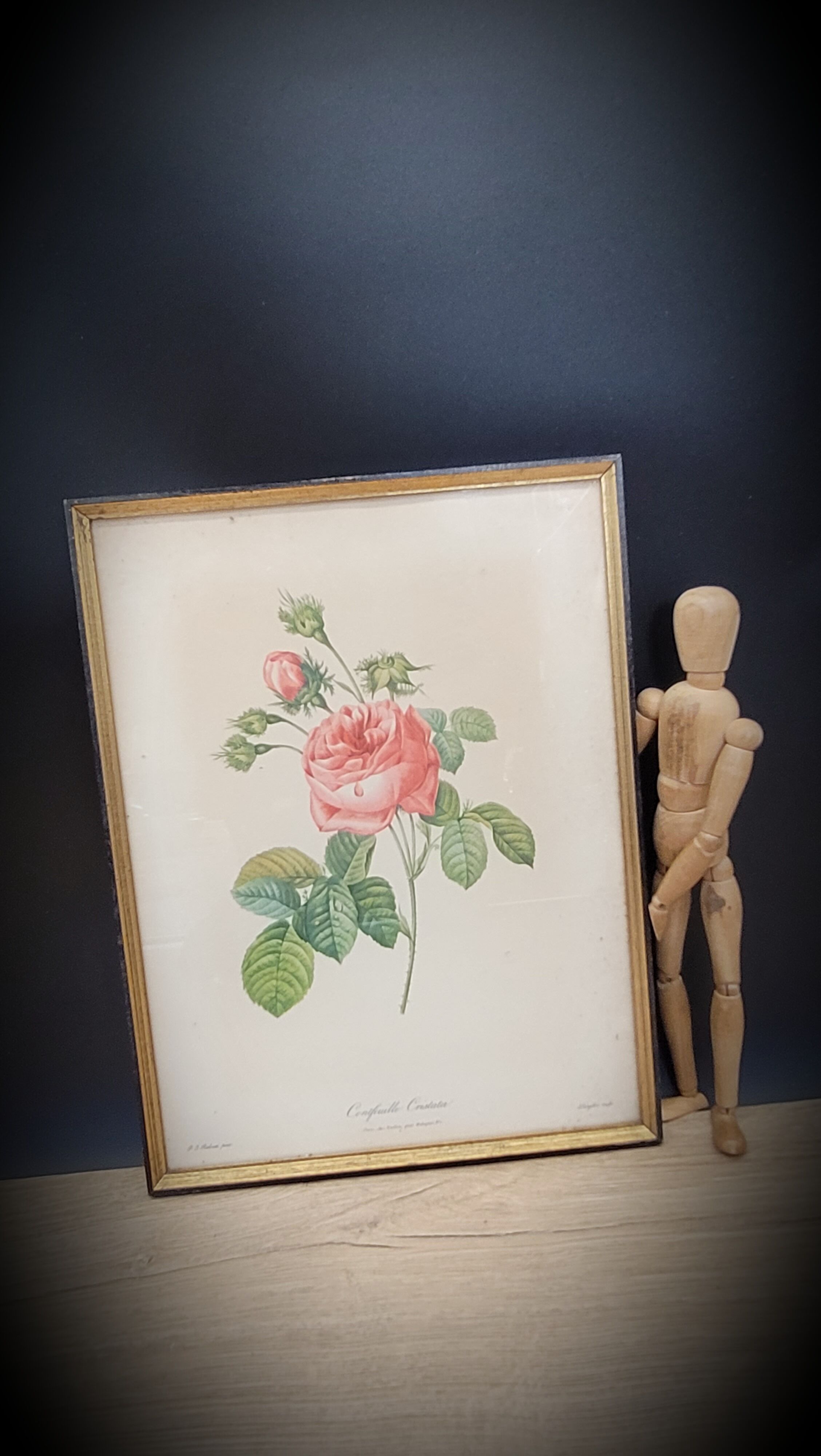 Lithograph rose one hundred leaf cristata