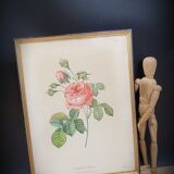 Lithograph rose one hundred leaf cristata