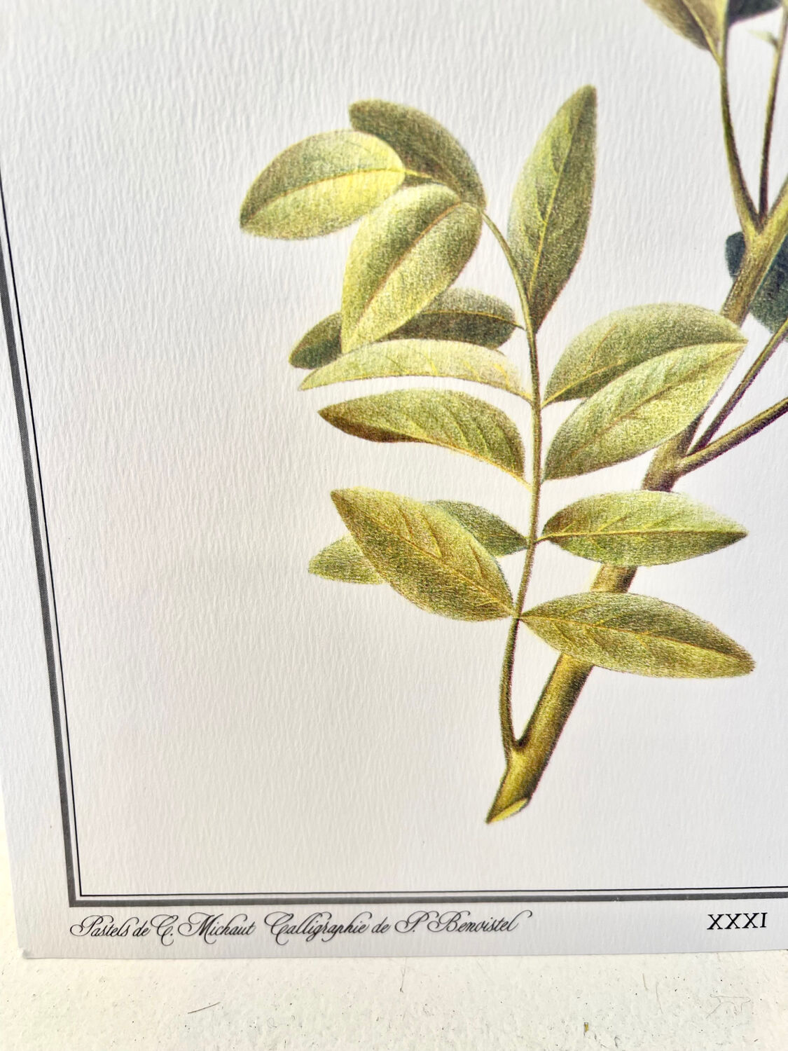 Botanical plate – Liquorice – Louis Pariente, 1986