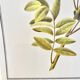 Botanical plate – Liquorice – Louis Pariente, 1986