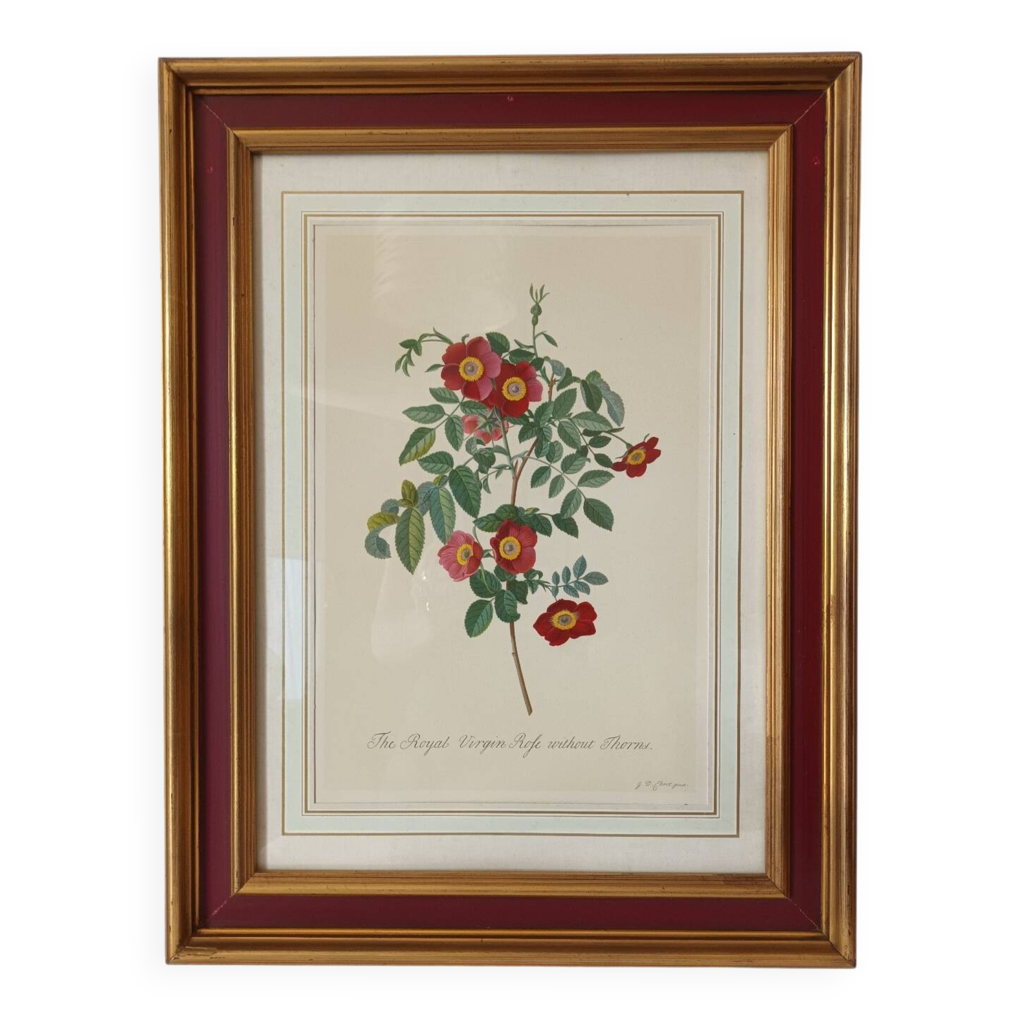 Vintage framed botanical poster