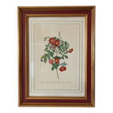 Vintage framed botanical poster
